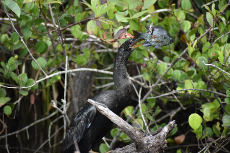 Anhinga beats fish on a branch to dislodge it from its beak and eat it.の写真素材