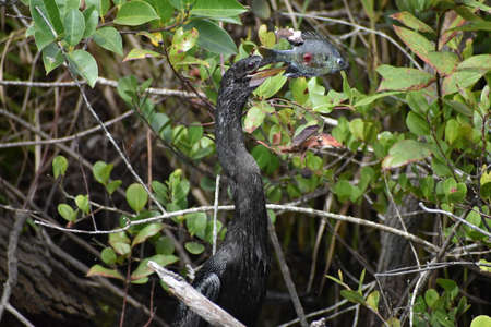 Anhinga beats fish on a branch to dislodge it from its beak and eat it.の写真素材