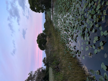 Beautiful sunset in the woods with clouds and water lilies.の写真素材