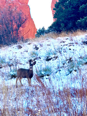 Mule Deer in Snowy Landscape in Colorado, United States.の写真素材