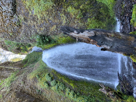 Frozen waterfall in the middle of the forest with moss and lichenの写真素材