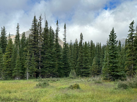 Mountain landscape with coniferous forest on a background of blue skyの写真素材
