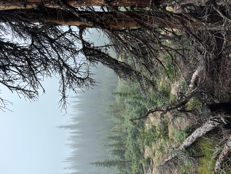 Pine tree on the shore of the lake with a reflection in the waterの写真素材
