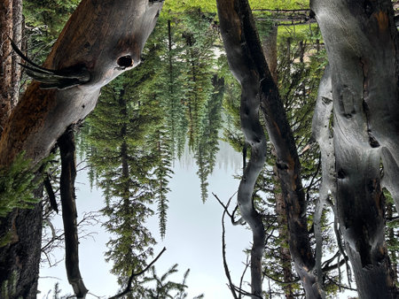 The reflection of the trees in the water of a forest lake.の写真素材