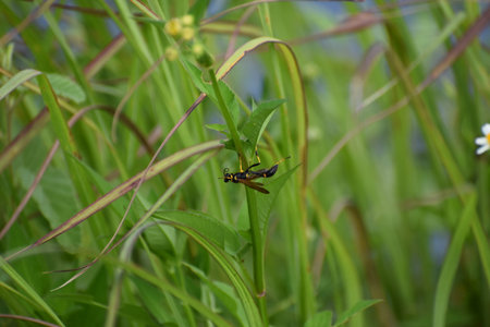 Dragonfly on the grass in the garden. Selective focus.の写真素材