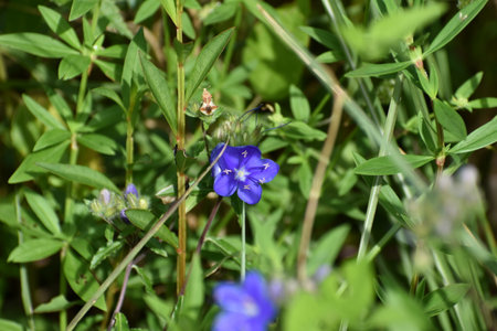 Flax (Linum usitatissimum) flowers in bloomの写真素材