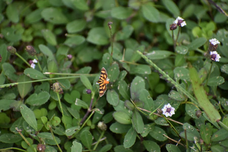 Butterfly on a green grass in the garden, close upの写真素材