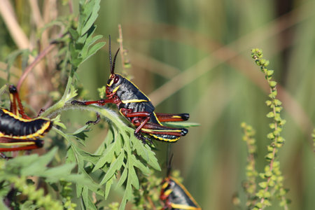 A pair of grasshoppers on a green plant in the wildの写真素材