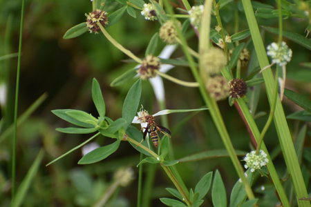 Bee on flower in the garden. Selective focus with shallow depth of field.の写真素材