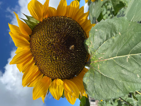 Sunflower in the field. Sunflower blooming in summer.の写真素材
