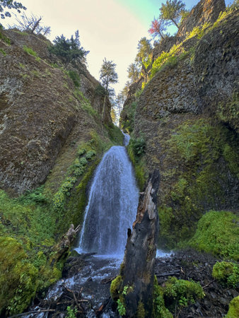 Waterfall in the forest, Tenerife, Canary Islands, Spainの素材