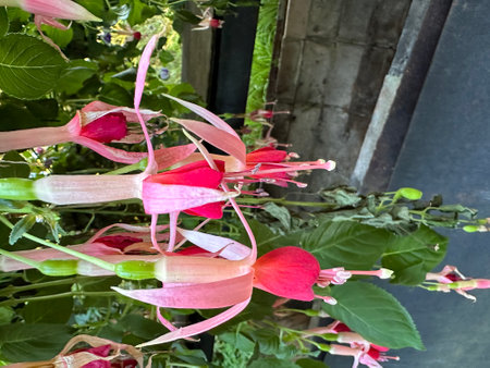 Fuchsia flowers in a pot on the windowsill of a houseの素材