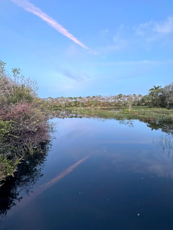 Reflection of trees in a pond in the Florida Evergladesの写真素材