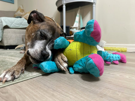 boxer dog lying on the floor and playing with a toy ballの写真素材