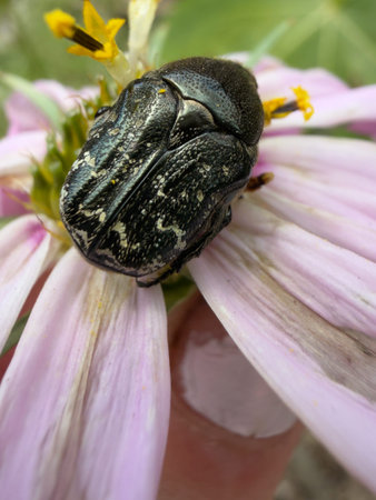 Close-up of a dark flower scarab, resting on green leaves, showing its glossy bronze-black shell and...