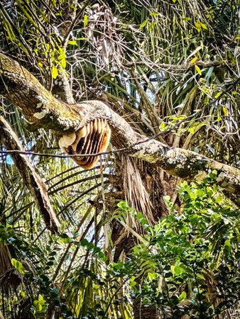 Natural honey bee hive suspended beneath a tree branch in a lush subtropical forest, surrounded by...