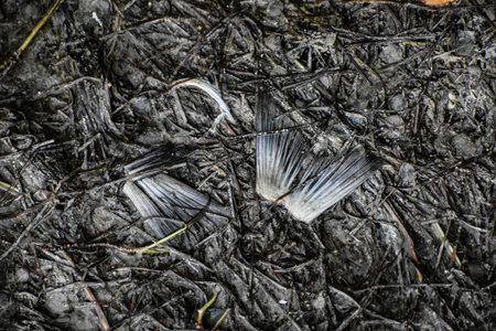 Close-up of a dead fish tail fin resting in dark coastal marsh mud among decomposing marsh grass,...