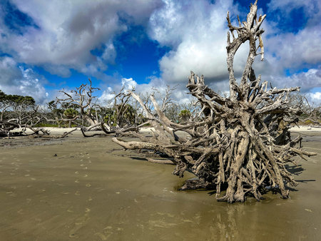 Weathered, gnarled dead trees and driftwood litter the shoreline of Boneyard Beach at Little Talbot...