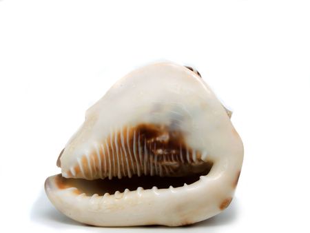 Shell of shellfish  on a white background