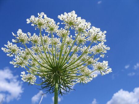 White flower which grows on a meadow