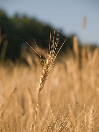 close up view of the golden grain earsの写真素材