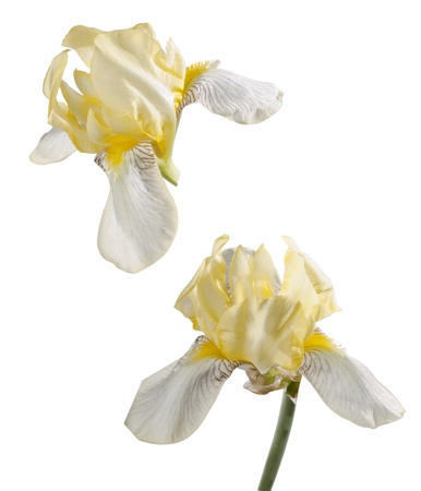 Iris flower isolated on white. の写真素材