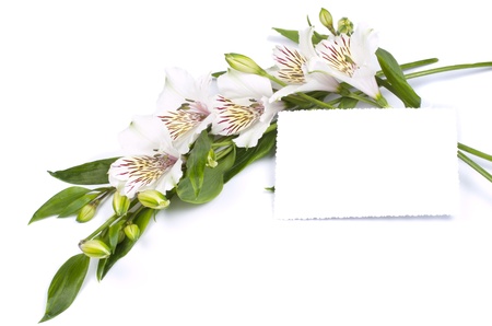 Flower white Alstroemeria and card for your text  on a white  backgroundの写真素材