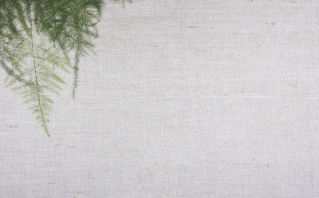 Asparagus on a background a canvas with place for textの写真素材