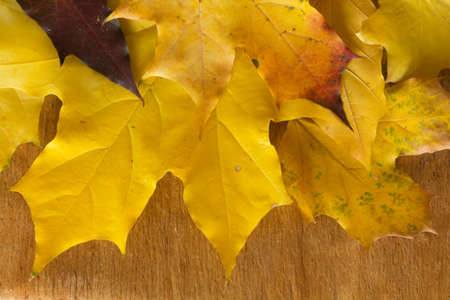 Colorful autumn leaves close upの写真素材