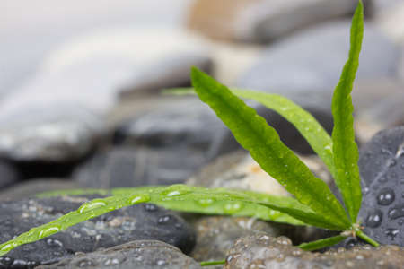 Sea smooth stones and green leavesの写真素材