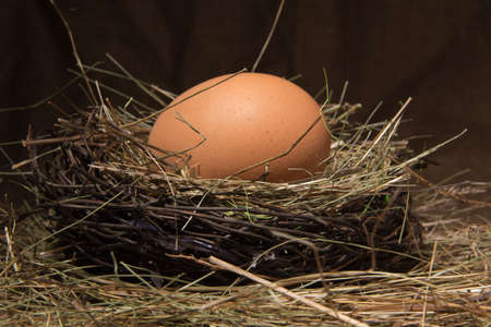Egg in a nest on a dark background