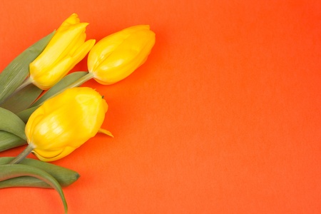 Fresh yellow tulips on a orange backgroundの写真素材