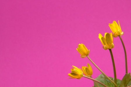 Spring yellow flowers on a pink  backgroundの写真素材
