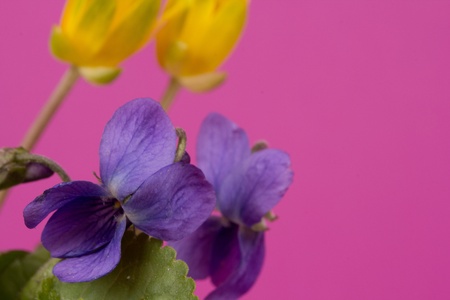 Spring  flowers on a pink  backgroundの写真素材