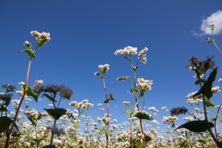 Buckwheat flowers on the field on a sunny dayの写真素材