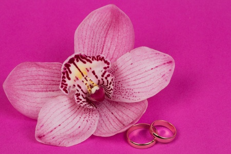 Congratulatory background with orhid flowerの写真素材