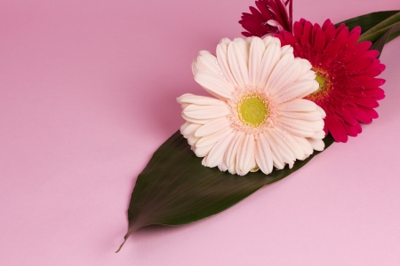Three fresh, beautiful gerbera flowerの写真素材