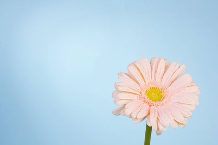 Gerbera flower on blue backgroundの写真素材