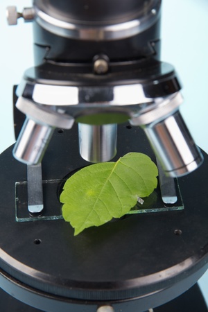 Studying green plants with a microscopeの写真素材
