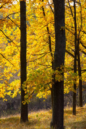 Oak  on a sunny autumn day