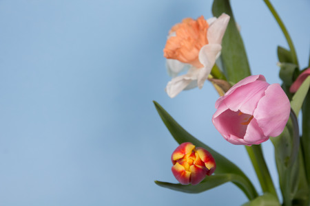 Beautiful spring flowers on a blue background