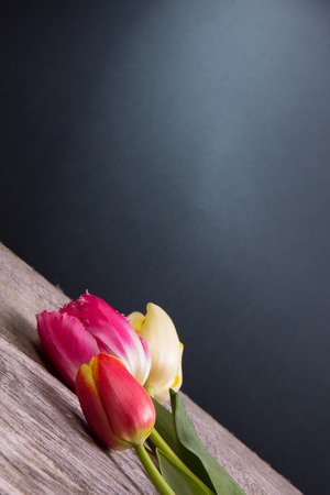 Beautiful spring flowers on a dark  backgroundの写真素材
