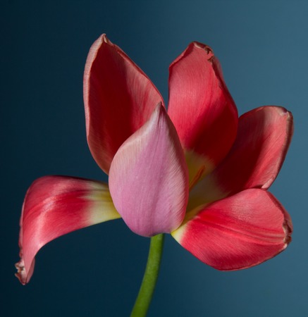 Beautiful spring tulip on a dark  backgroundの写真素材