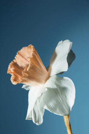 Fresh  narcissus   on a dark backgroundの写真素材