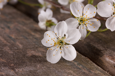 White cherry  flowers on a wooden backgroundの写真素材