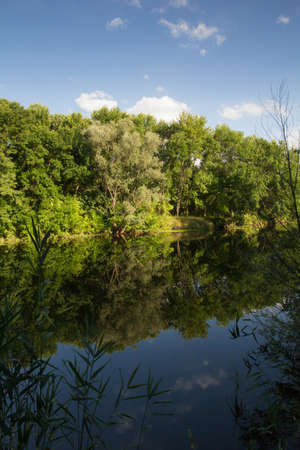 Forest and river in sunny summer day