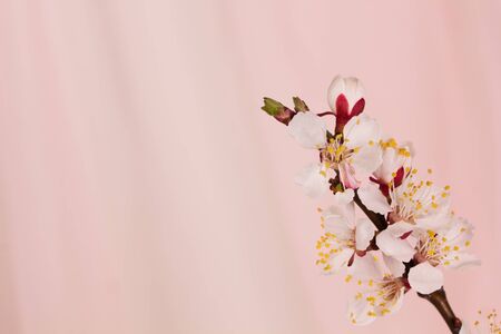 Pink background with a branch of flowers apricotsの写真素材
