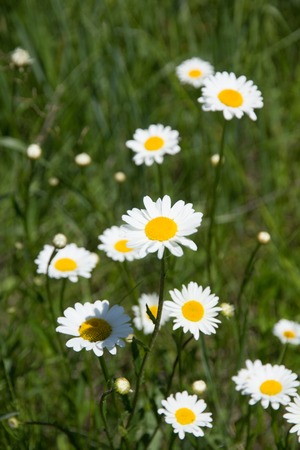 Blue flowers on to the meadow in a sun dayの写真素材