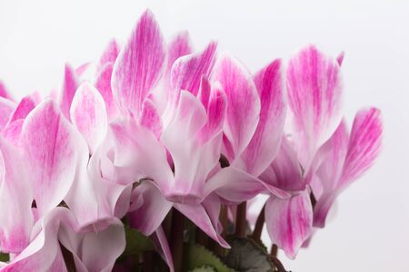 Fresh pink cyclamen on a light coloured  backgroundの写真素材