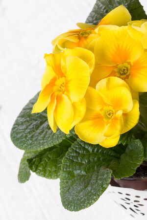 Fresh yellow primrose  on a light coloured  backgroundの写真素材